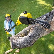 Best Lawn Renovation and Restoration  in Greenwood, LA